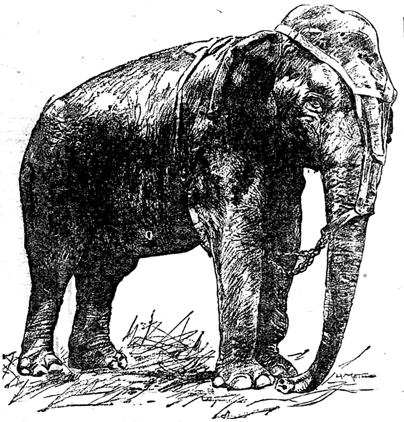 Topsy Elefante
